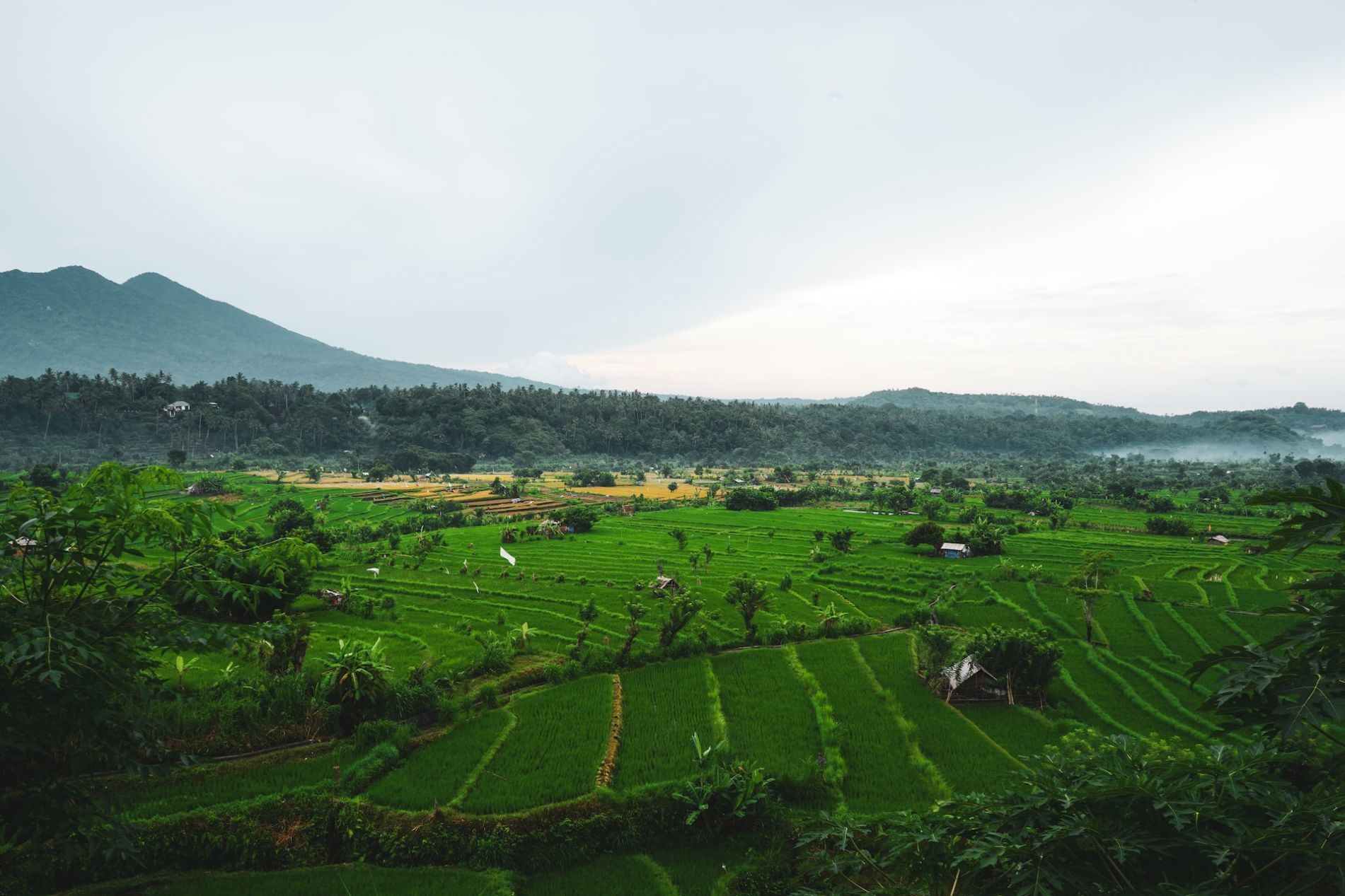 bali-rice-field-mount-agung-volcano-bali-bike-rental-rent-sewa-motor-murah